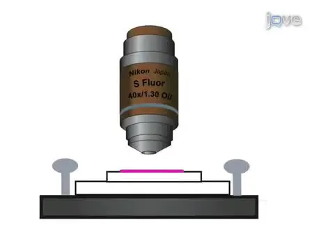 Calcium Imaging of Cortical Neurons using Fura-2 AM