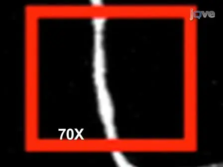 Two-photon axotomy and time-lapse confocal imaging in live zebrafish embryos