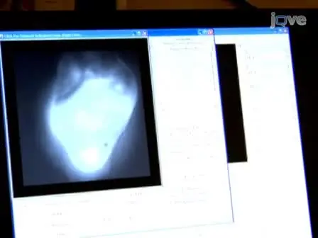 Optical Mapping of Langendorff-perfused Rat Hearts