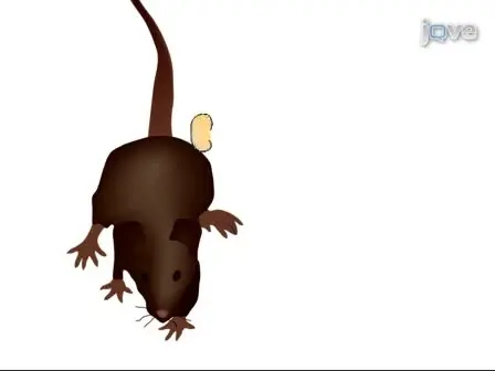 Murine Renal Transplantation Procedure