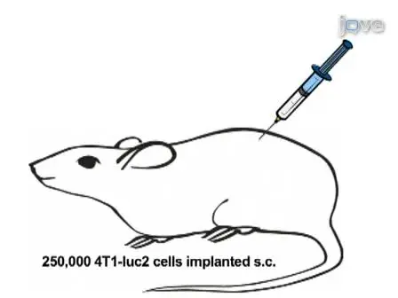 <em>In vivo</em> Bioluminescent Imaging of Mammary Tumors Using IVIS Spectrum