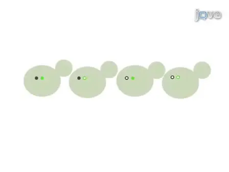 A high-throughput method to globally study the organelle morphology in S. cerevisiae