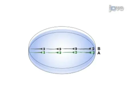 Lens Transplantation in Zebrafish and its Application in the Analysis of Eye Mutants