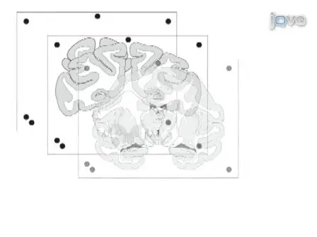 Batch Immunostaining for Large-Scale Protein Detection in the Whole Monkey Brain