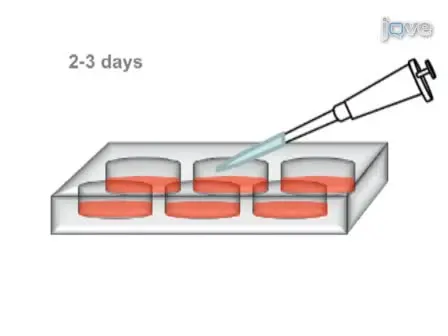 Preparation of Rat Brain Aggregate Cultures for Neuron and Glia Development Studies
