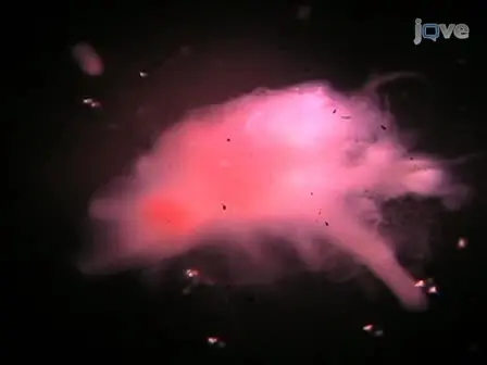 Preparation of <em>Aplysia</em> Sensory-motor Neuronal Cell Cultures