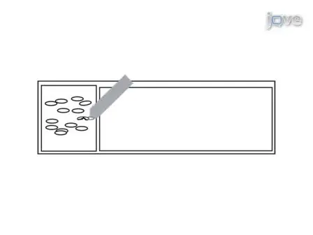 Microinjection Techniques for Studying Mitosis in the <em>Drosophila melanogaster</em> Syncytial Embryo