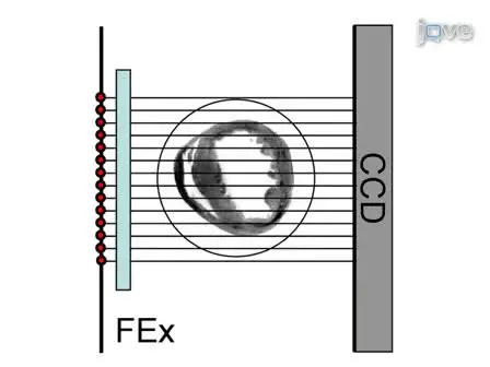 Born Normalization for Fluorescence Optical Projection Tomography for Whole Heart Imaging