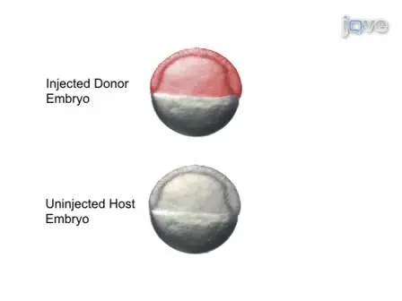 Tissue Targeted Embryonic Chimeras: Zebrafish Gastrula Cell Transplantation