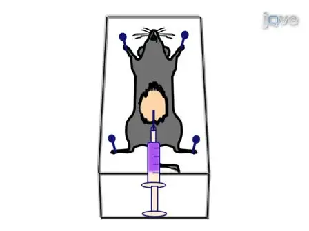 Isolation of Mouse Peritoneal Cavity Cells