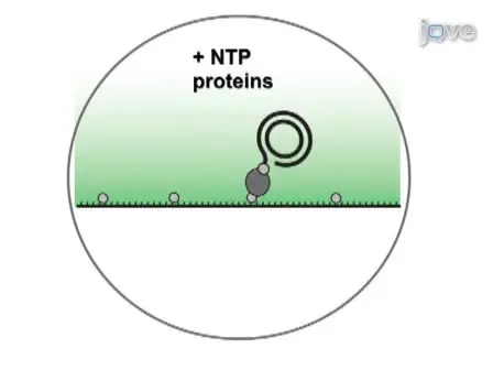 Visualizing Single-molecule DNA Replication with Fluorescence Microscopy