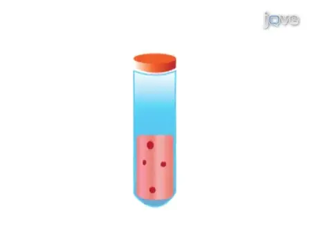 Freezing and Thawing Human Embryonic Stem Cells