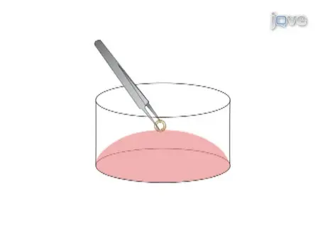 Aortic Ring Assay