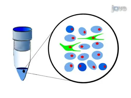 Isolation and Purification of <em>Drosophila</em> Peripheral Neurons by Magnetic Bead Sorting