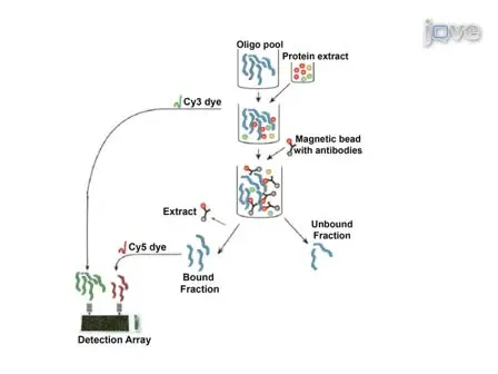 A Rapid High-throughput Method for Mapping Ribonucleoproteins (RNPs) on Human pre-mRNA