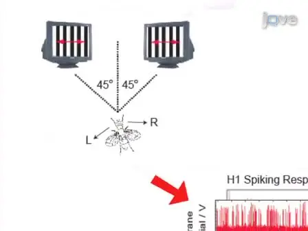 An Experimental Platform to Study the Closed-loop Performance of Brain-machine Interfaces