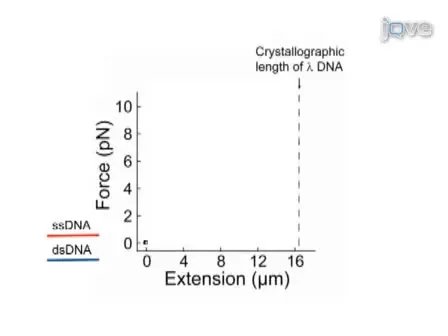 Direct Observation of Enzymes Replicating DNA Using a Single-molecule DNA Stretching Assay