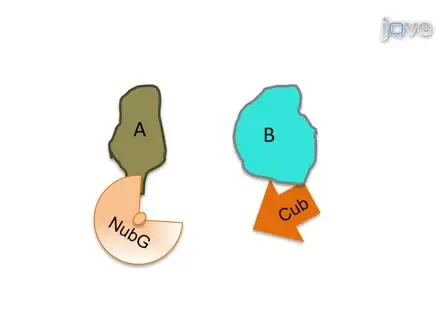 Split-Ubiquitin Based Membrane Yeast Two-Hybrid (MYTH) System: A Powerful Tool For Identifying Protein-Protein Interactions