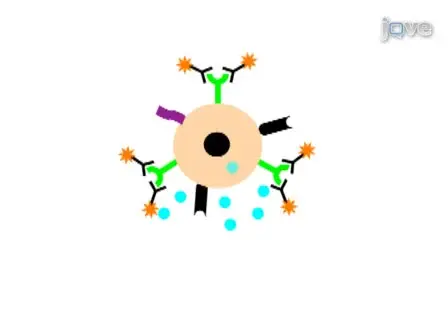 Multicolor Flow Cytometry Analyses of Cellular Immune Response in Rhesus Macaques