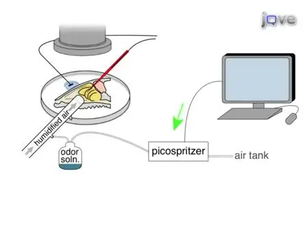 Analyzing Responses of Mouse Olfactory Sensory Neurons Using the Air-phase Electroolfactogram Recording