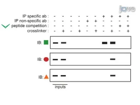Isolation of Labile Multi-protein Complexes by <em>in vivo</em> Controlled Cellular Cross-Linking and Immuno-magnetic Affinity Chromatography