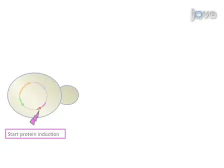Analysis of the Development of a Morphological Phenotype as a Function of Protein Concentration in Budding Yeast