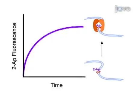 Application of Stopped-flow Kinetics Methods to Investigate the Mechanism of Action of a DNA Repair Protein