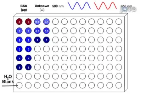 Linearization of the Bradford Protein Assay