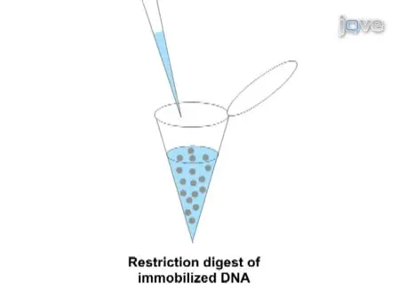 Direct Restart of a Replication Fork Stalled by a Head-On RNA Polymerase