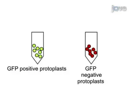 Investigating Tissue- and Organ-specific Phytochrome Responses using FACS-assisted Cell-type Specific Expression Profiling in <em>Arabidopsis thaliana</em>