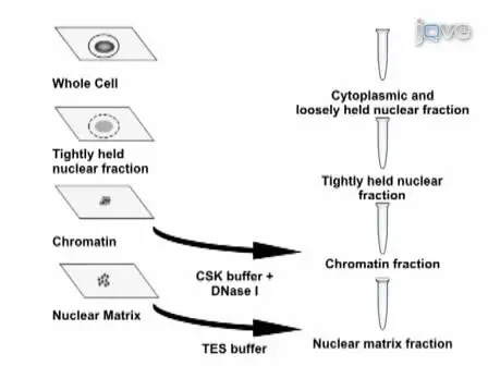 <em>In situ</em> Subcellular Fractionation of Adherent and Non-adherent Mammalian Cells