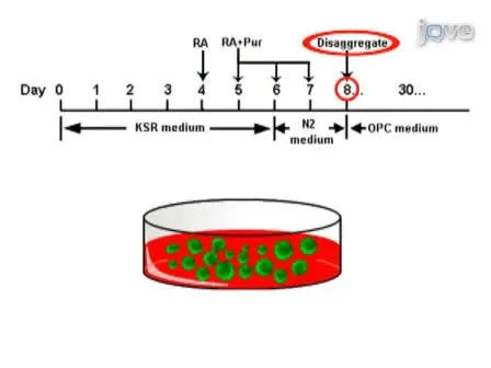 Differentiation of Embryonic Stem Cells into Oligodendrocyte Precursors