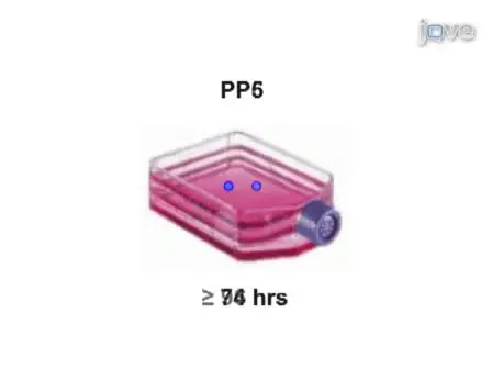Isolating Stem Cells from Soft Musculoskeletal Tissues