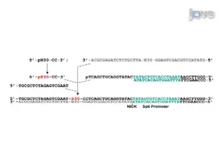 Primer-Free Aptamer Selection Using A Random DNA Library