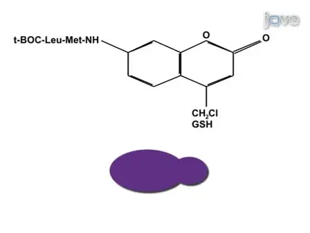 Measuring Calpain Activity in Fixed and Living Cells by Flow Cytometry