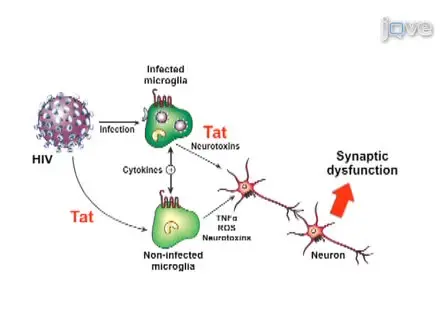 A Thin-skull Window Technique for Chronic Two-photon <em>In vivo</em> Imaging of Murine Microglia in Models of Neuroinflammation