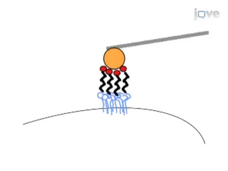 Live Cell Response to Mechanical Stimulation Studied by Integrated Optical and Atomic Force Microscopy