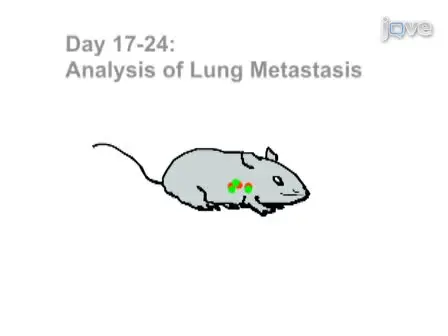 Experimental Metastasis and CTL Adoptive Transfer Immunotherapy Mouse Model