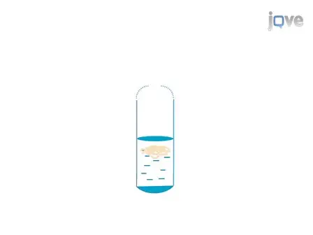 Axoplasm Isolation from Rat Sciatic Nerve