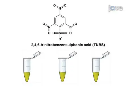 An Assay for Measuring the Activity of <em>Escherichia coli</em> Inducible Lysine Decarboxyase