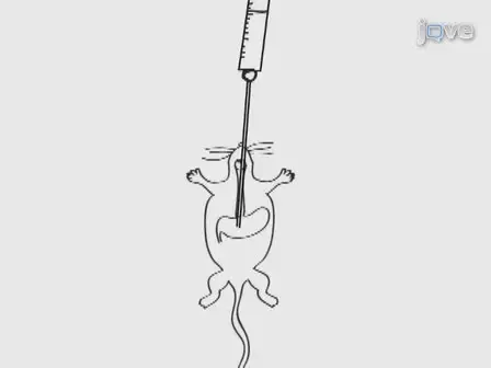 Oral Administration of Rotenone using a Gavage and Image Analysis of Alpha-synuclein Inclusions in the Enteric Nervous System