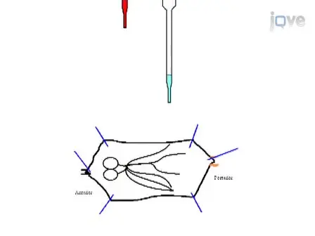 Visualization of Larval Segmental Nerves in 3<sup>rd</sup> Instar <em>Drosophila</em> Larval Preparations