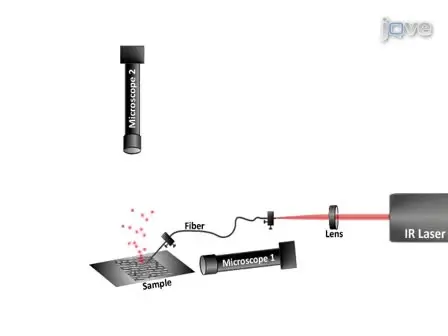 Direct Analysis of Single Cells by Mass Spectrometry at Atmospheric Pressure