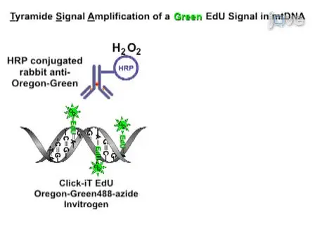 Visualization of Mitochondrial DNA Replication in Individual Cells by EdU Signal Amplification