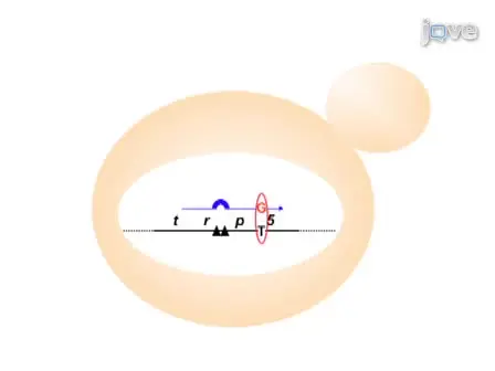 Generation of RNA/DNA Hybrids in Genomic DNA by Transformation using RNA-containing Oligonucleotides