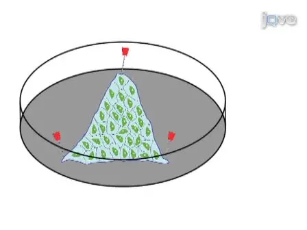 Isolation of Valvular Endothelial Cells