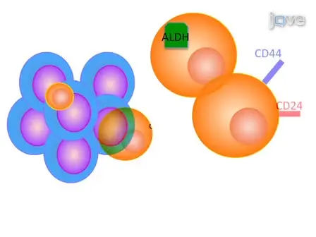 Isolation of Stem Cells from Human Pancreatic Cancer Xenografts