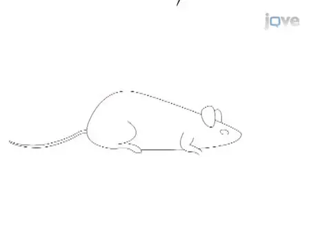 Induction of Experimental Autoimmune Hypophysitis in SJL Mice