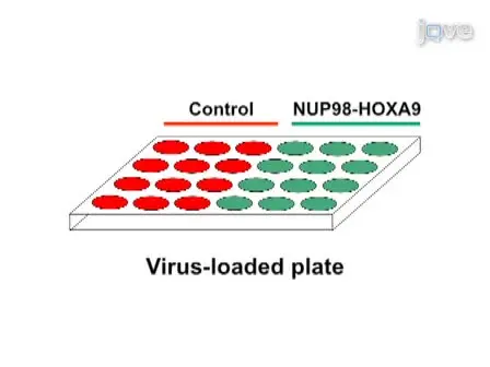 Colony Forming Cell (CFC) Assay for Human Hematopoietic Cells