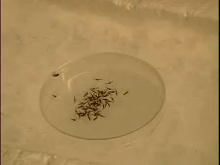 Protocol for Dengue Infections in Mosquitoes (A. aegypti) and Infection Phenotype Determination